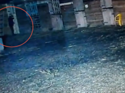 «Чтобы нельзя было зарабатывать»: в Волжском раскрыли мотивы отравителя лошадей 