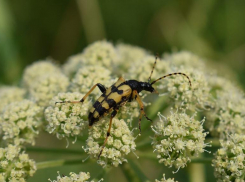Законопроект о предотвращении вреда окружающей среде появится в Волгоградской области