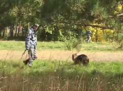 Появилось видео слаженной работы кинологов на месте поиска пропавших девушек 