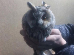 Сова Гарри Поттера залетела на станцию скорой помощи в Волжском