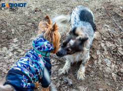 Без расклада таро: четверг в Волжском будет жарким и пасмурным