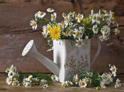 Рак попадет в гущу событий, а у Девы потрясений не будет