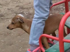 Волжан просят помочь найти маленького «потеряшку» по кличке Лулу