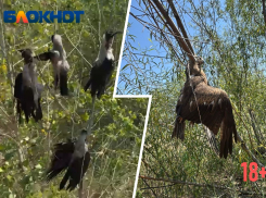 Следы страшного ритуала с мертвыми птицами обнаружили на пляже в Волжском (18+)