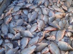 В Волгоградской области браконьеры выловили больше 200 кг рыбы: обвиняемым грозит наказание 