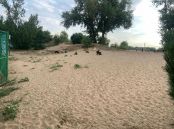Свора бездомных собак облюбовала городской пляж в Волжском