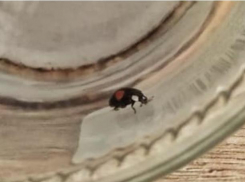 Волжанин столкнулся с гостем из Азии