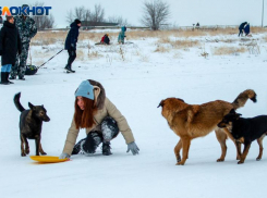 Чиновников начали судить за покусанных бродячими собаками детей после успешного опыта Волжского горсуда