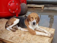 Потеряшка ждет хозяина на консервном заводе