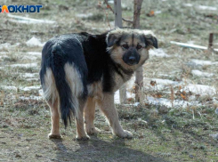 50 тысяч рублей за покусанного собакой ребенка взыскали с администрации Волжского