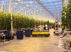 Огурцы-помидоры: предприятия обеспечивают овощами жителей Волгоградской области