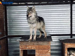 Дикие звери у жилых домов: в Волжском и области отстреляют хищников ﻿