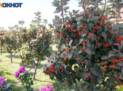 Солнечно, но не жарко: погода на 8 июня в Волжском