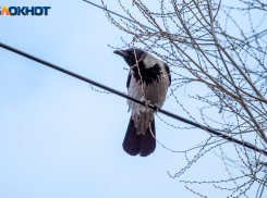 В Волжском ворона напала на женщину и пробила ей голову