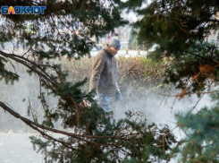 Близ Волжского ожидают рекордный урожай шишек