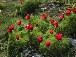 Дикий и красный: волжане не увидят редкий цветок в окрестностях города