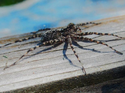 Пауки прячутся в жилищах волжан
