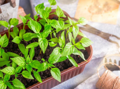 Правда и мифы о рассаде