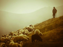 Под Волгоградом пастух-нелегал из Украины повесился из-за бессмысленной жизни