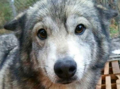 Волжан предупреждают об потенциально опасных породах собак