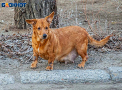 В день «обнимашек» с солнцем оно спрячется от волжан