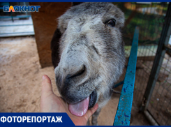Подранки, больные животные и аллергики: как и кто зимует в Волжском «Зоодворике»