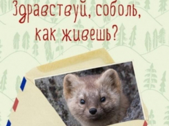 Педагоги от имени животных ответили на вопросы волжских школьников