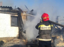 В Волжском вспыхнул приют для животных