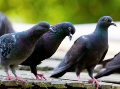 В городе замечена массовая гибель голубей