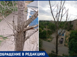 УК «Лада Дом» обвязало 15-метровое сухое дерево лентой - так в Волжском «выполняют заявки»