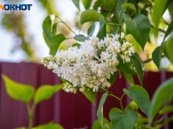В Волжском стремительно нарастает жара