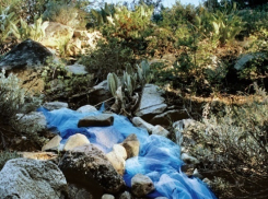 Литовский флорист оценит волжских профи на международном фестивале 