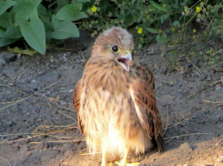 В Волжском нашли птенцов воробьиного сокола