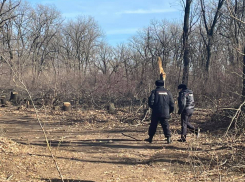 «Мы уничтожаем наше природное богатство!» депутат областной думы Волгоградской области о вырубке дубов