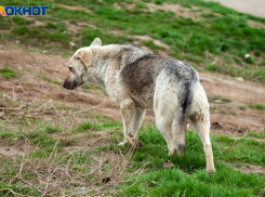 Бастрыкин потребовал возбудить уголовное дело из-за нашествия собак в больничном городке Волжского