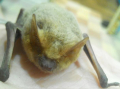 В Волжском водятся «вампиры»