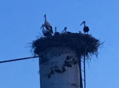 Краснокнижные аисты облюбовали регион