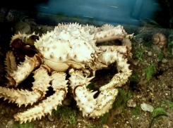 Волжане посетят морскую выставку онлайн