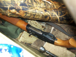 Браконьеры рискуют получить до 5 лет тюрьмы за убийство самки кабана в заповеднике под Волжским