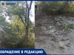 Уже более недели УК «Лада Дом» не вывозит сухостой после сильного ветра в Волжском: ВИДЕО