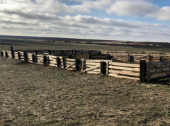 Полиция задержала похитителей овец в области