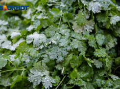 Борщ обойдется дорого: продукты подорожали в Волжском