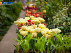 Волжанам рассказали как правильно выбирать живые цветы и как сделать их жизнь дольше