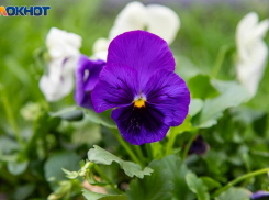 До +18 и слабая магнитная буря: какая погода ждет волжан 26 апреля