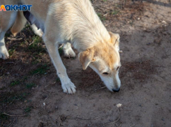 Волжан призывают вакцинировать домашних животных: выявлены новые очаги заболевания бешенством
