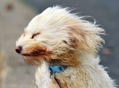 В выходные в Волжском прогнозируют сильный ветер и пыльные бури