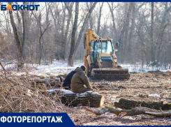 Законно ли строить коттеджи на месте вырубки в Киляковке? Как жители Волжского защищают лес и вмешается ли губернатор