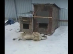 Неизвестный отравитель заставил собаку биться в судорогах в Краснослободске