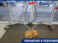Глисты и блохи: собаки греются в продуктовых магазинах Волжского