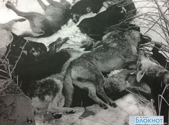 Рядом с заводом ЗОС в Волжском нашли трупы 26 пристреленных собак